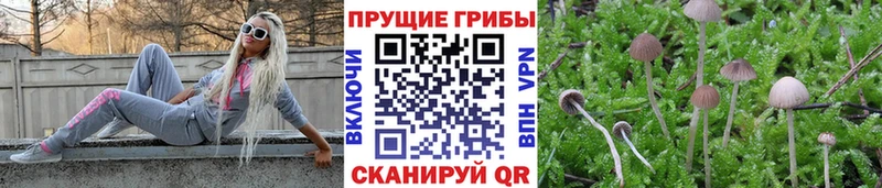 маркетплейс наркотические препараты  Апшеронск  Галлюциногенные грибы Cubensis 